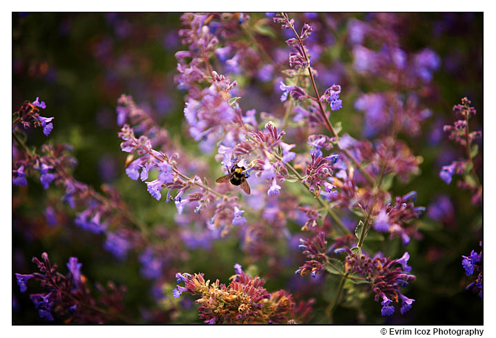 Bumblebees in flight