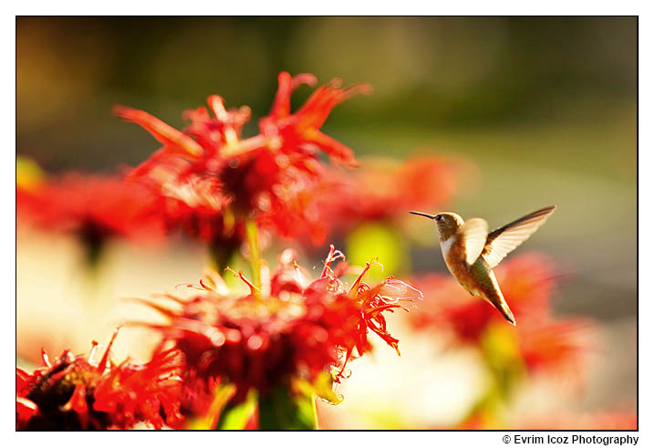 Hummingbird in flight at wedding 