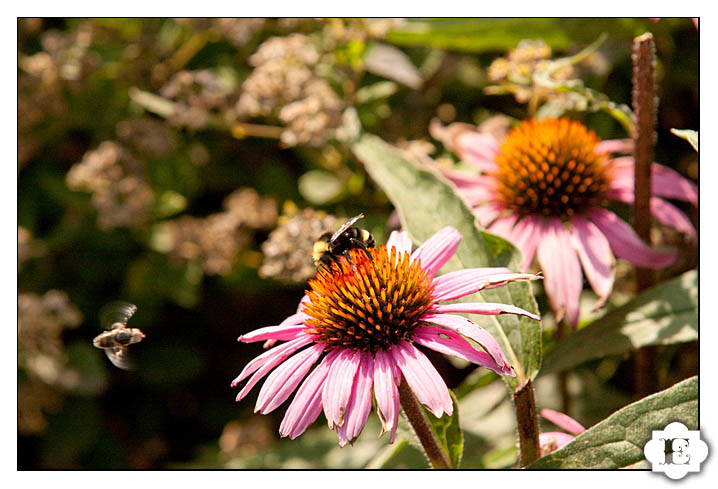 Bees and Echinacea