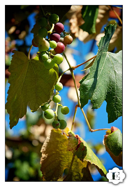 Oregon Vineyard Weddings