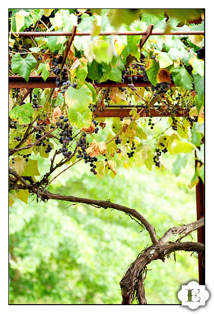 Garden Vineyards Wedding