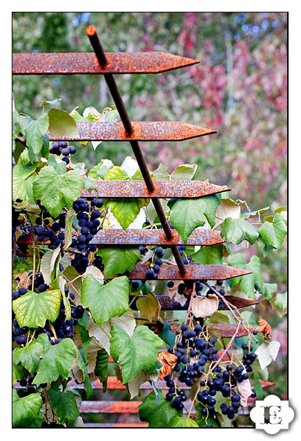 fall garden vineyards wedding