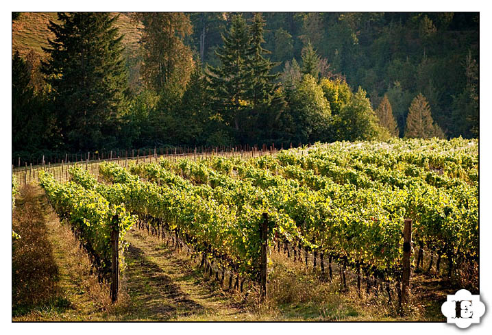 fall garden vineyards wedding