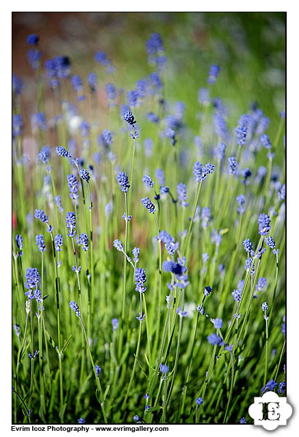 elk cove vineyard wedding