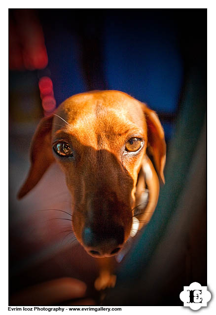 Sayulita and Puerto Vallarta Portrait Photographer