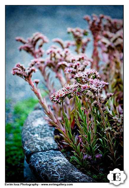 Garden Vineyards Summer Oregon Wedding