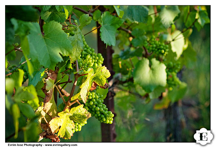 Garden Vineyards Nines Hotel Wedding Reception and Ceremony