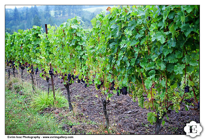 Oregon Garden Vineyards Rainy Wedding