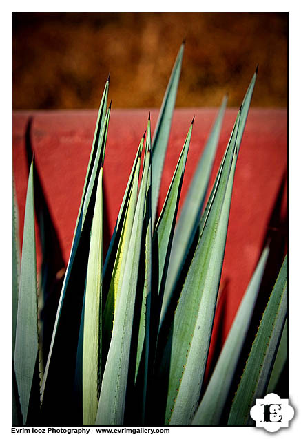 Mexico Wedding Photography for Destination Weddings Sayulita Puerto Vallarta