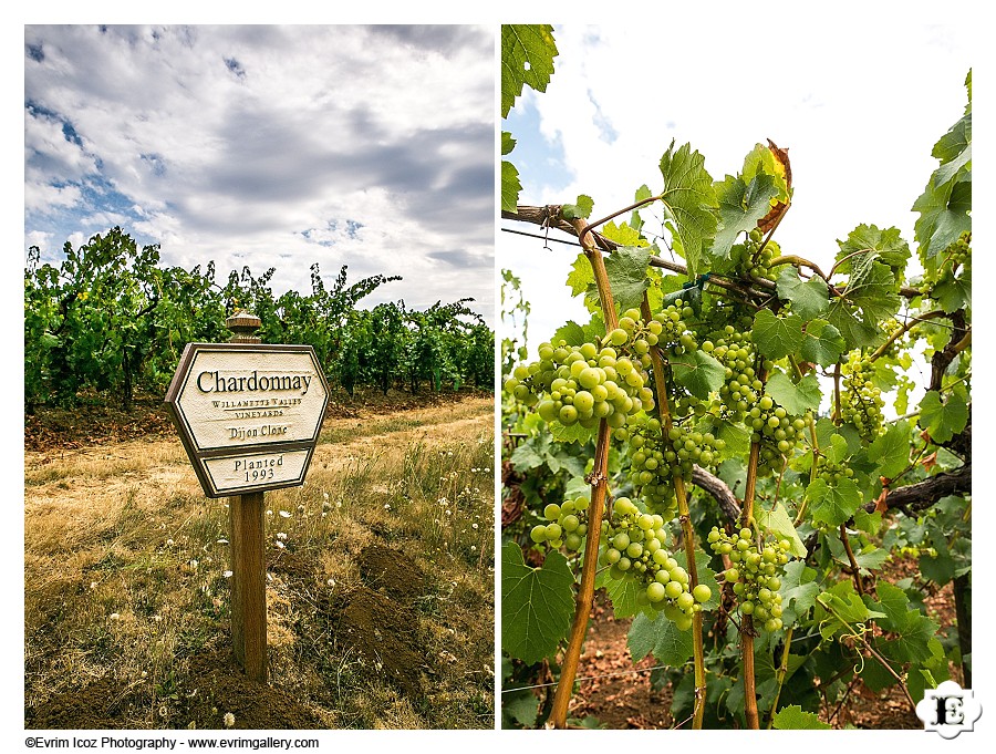 Willamette Valley Vineyards