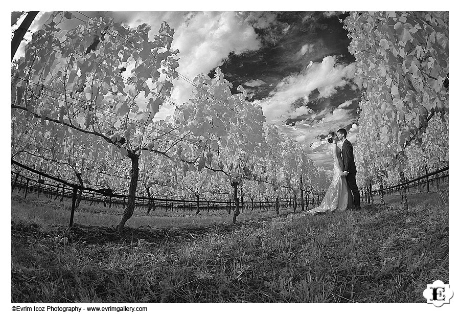 methven-family-vineyards