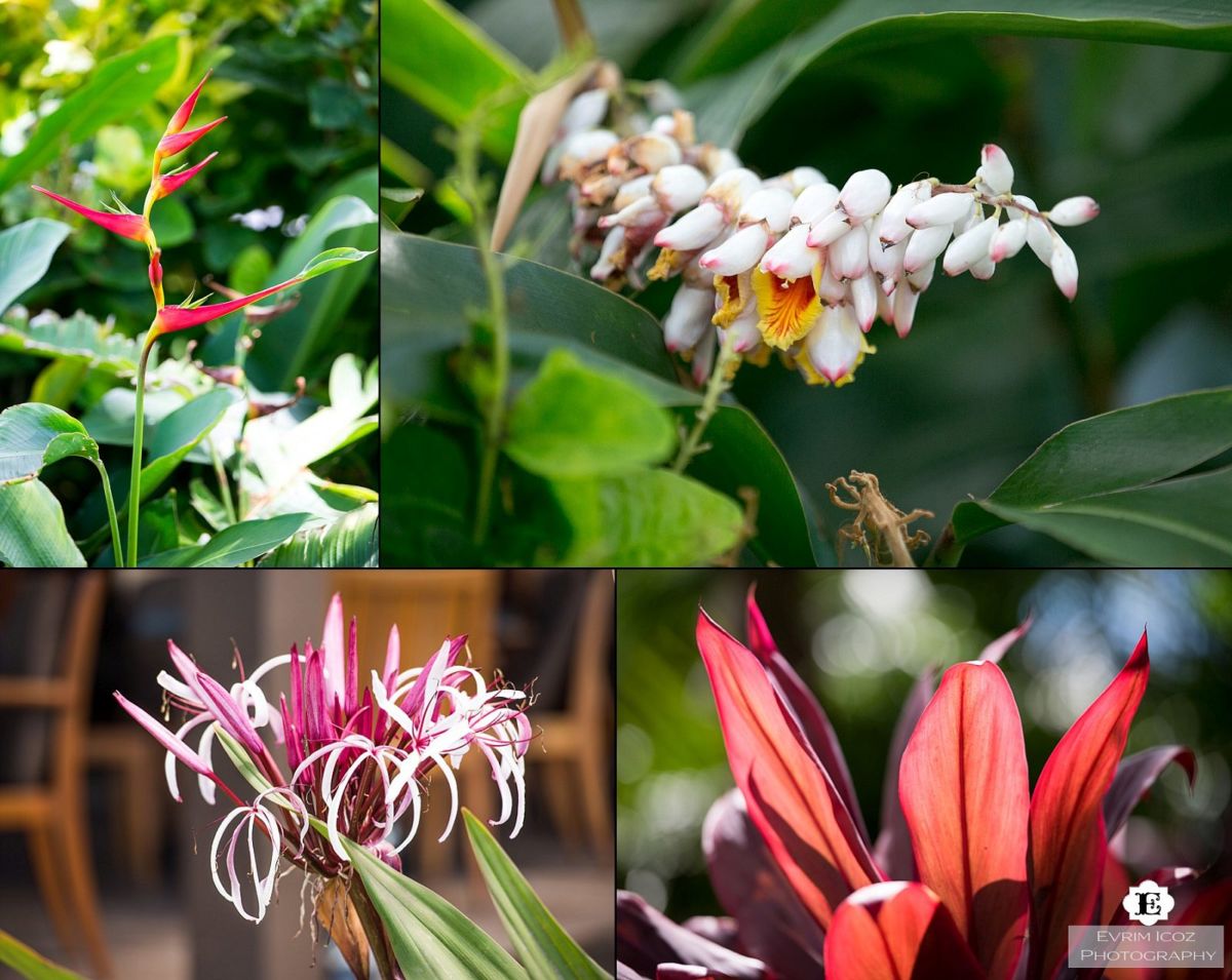 Four Seasons Big Island Resort Wedding