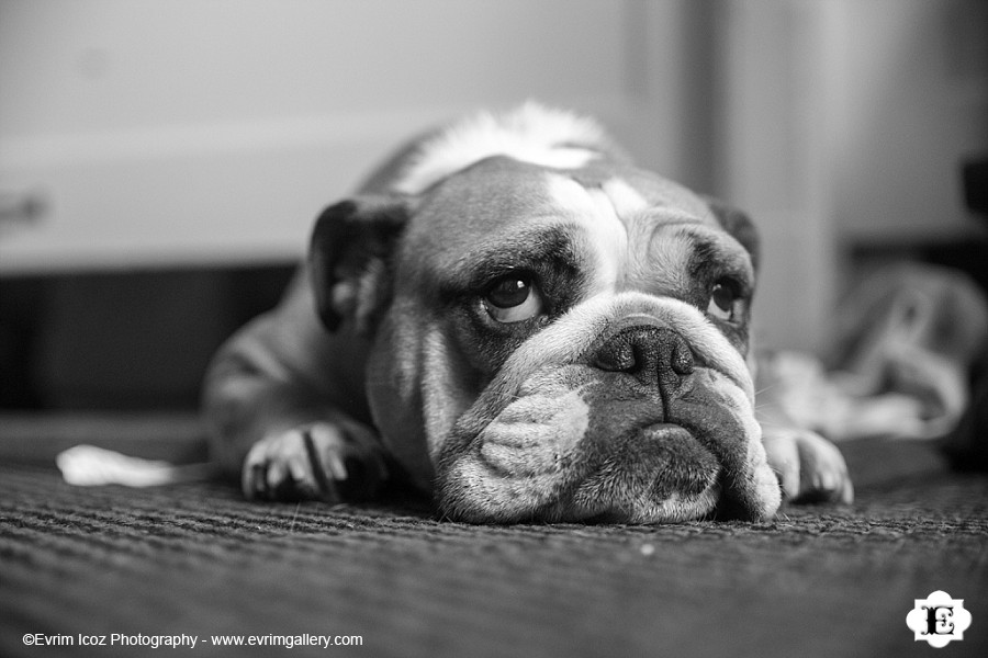 Bulldog at Wedding at McMenamins Kennedy School